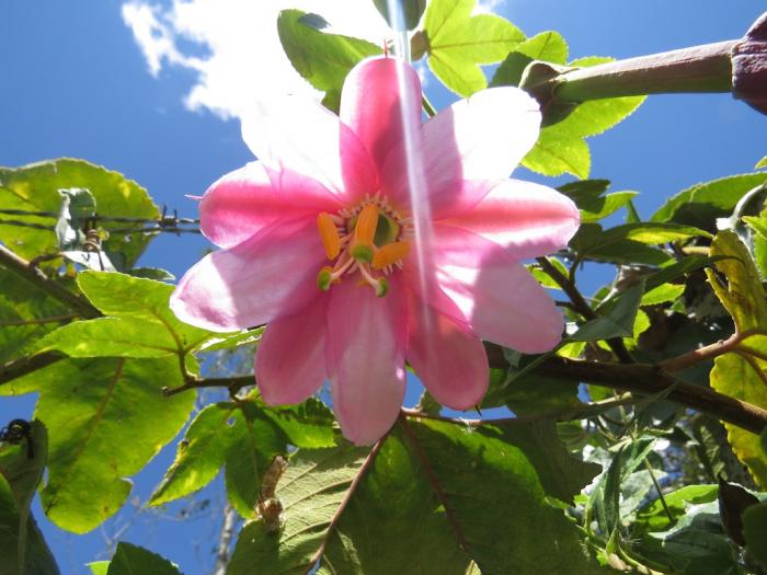 The Hoth - Common SEO Mistakes