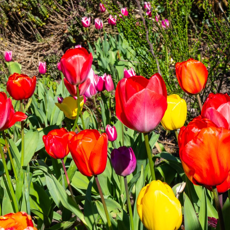 Flowers in the Museum Gardens 7th April 2026-6