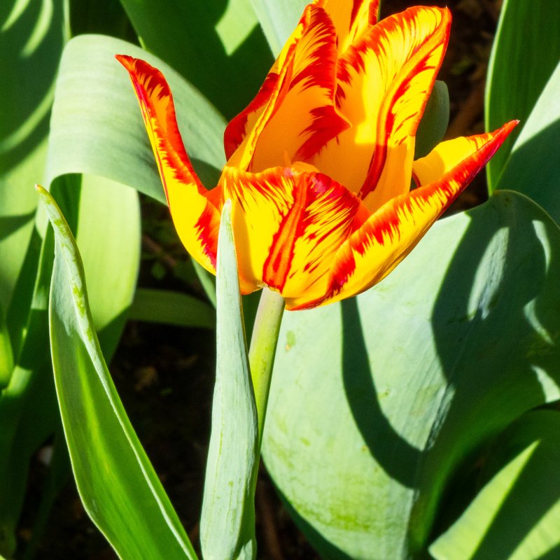 Flowers in the Museum Gardens 7th April 2026-5