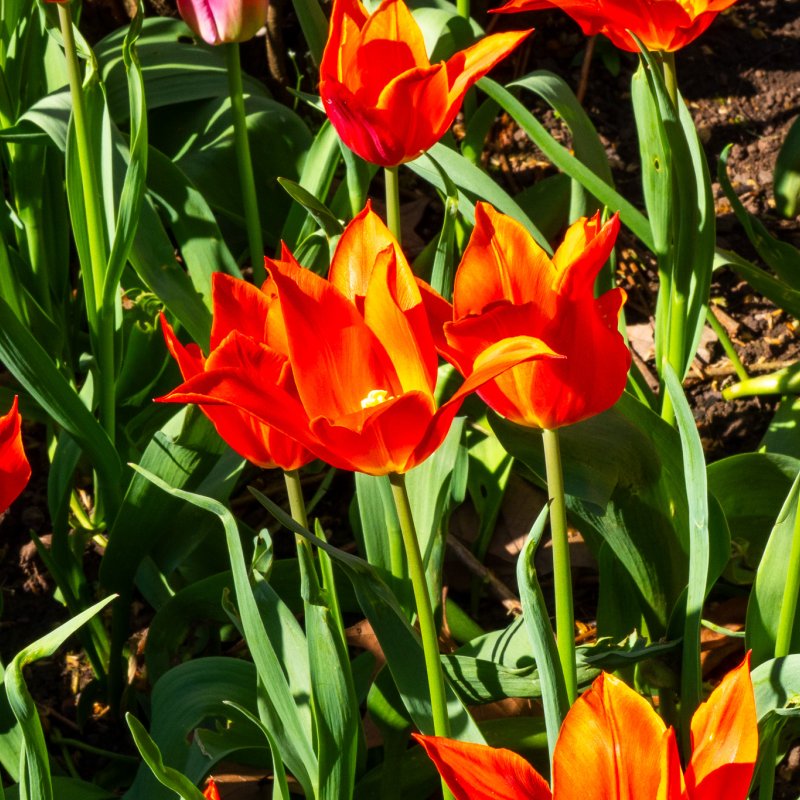 Flowers in the Museum Gardens 7th April 2026-4