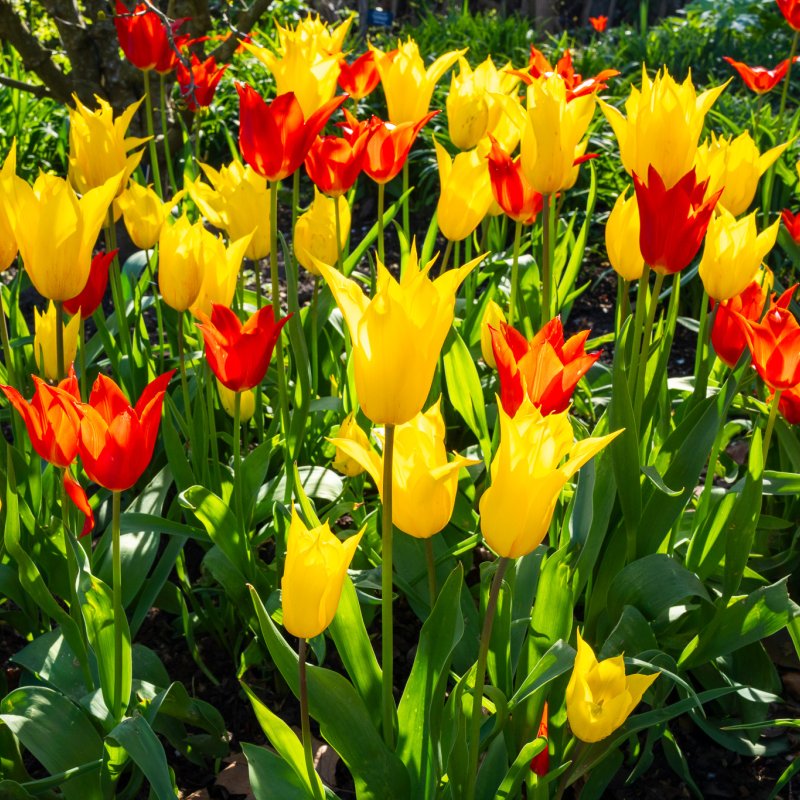 Flowers in the Museum Gardens 7th April 2026-3