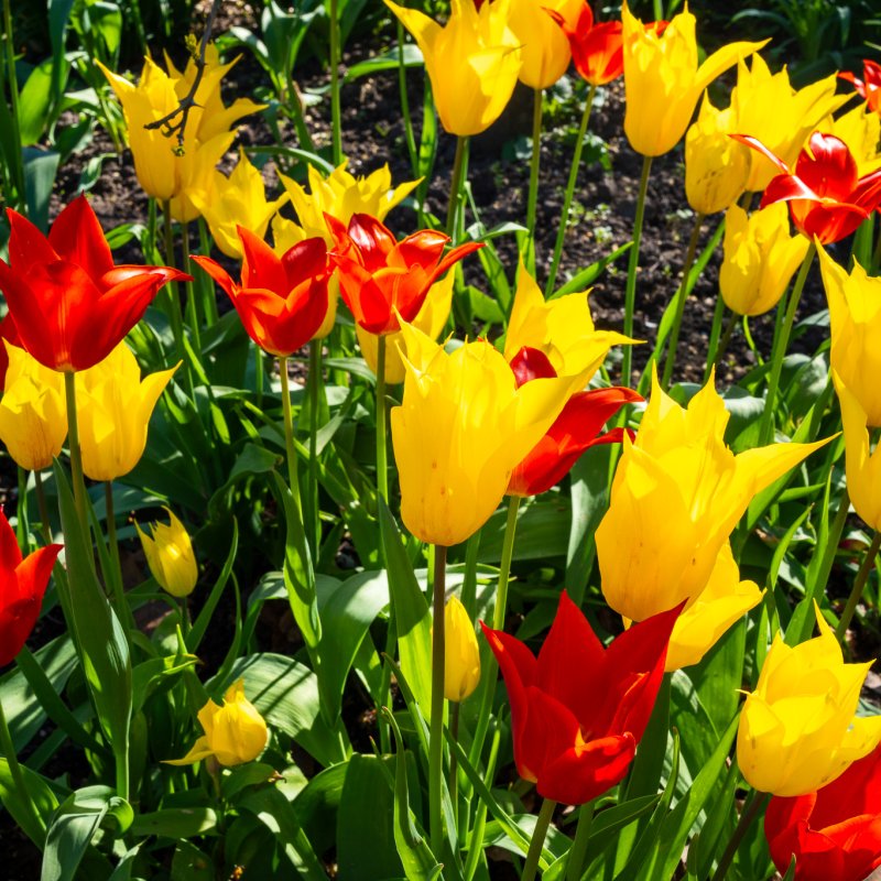 Flowers in the Museum Gardens 7th April 2026-2