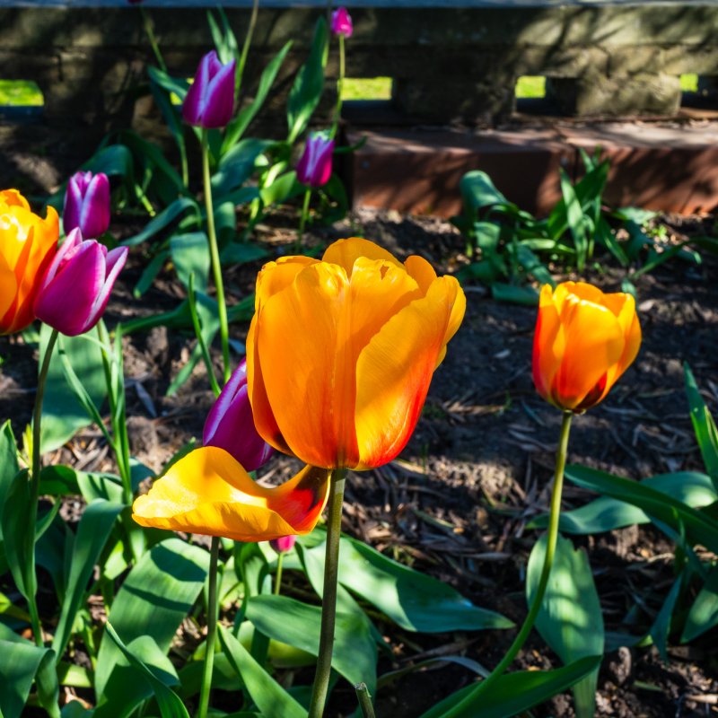 Flowers in the Museum Gardens 7th April 2026