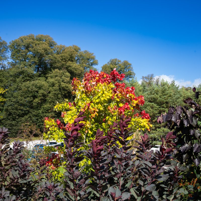 Interesting tree at Castle Howard 20th September 2026
