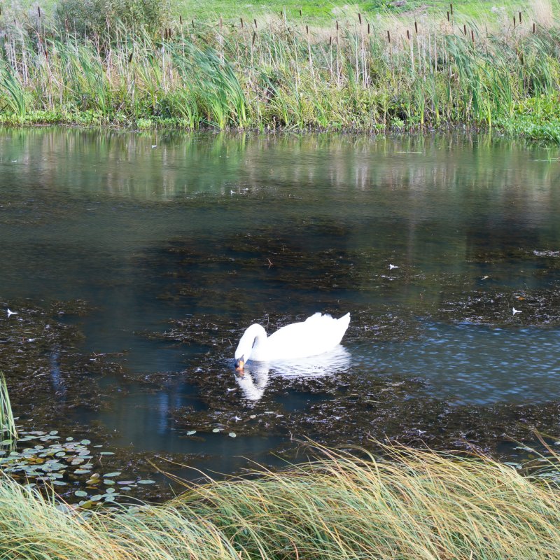 Swan at Castle Howard 20th September 2026