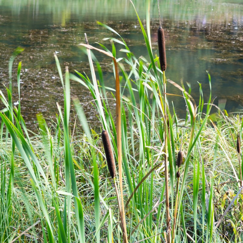 Bullrushes at Castle Howard 20th September 2026 image 2