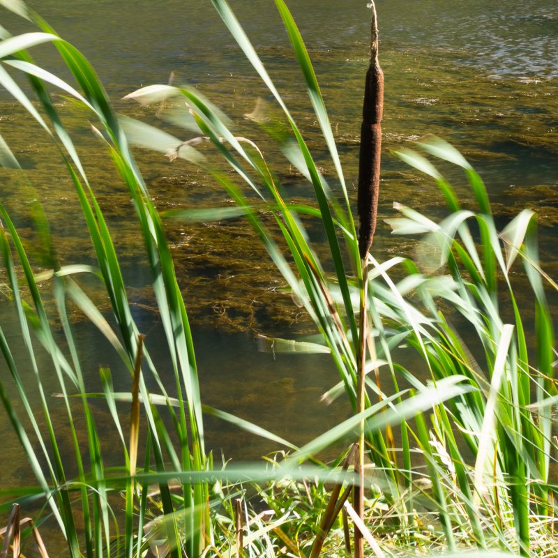 Bullrushes at Castle Howard 20th September 2026