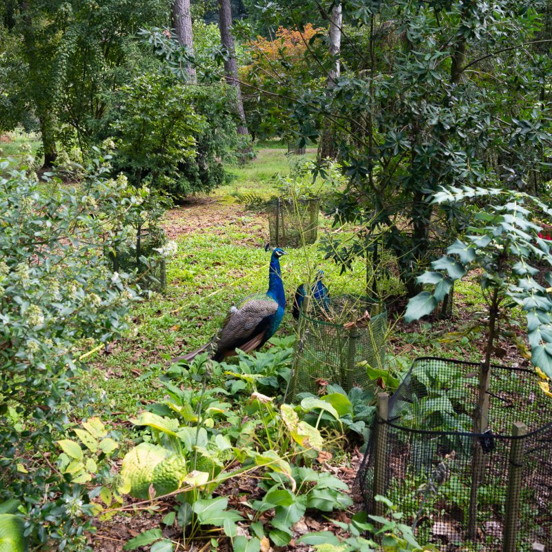 Peacocks at Castle Howard 20th September 2026 image 3