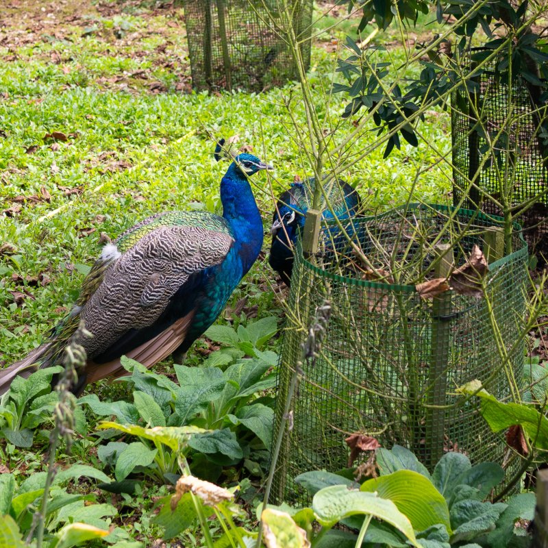Peacocks at Castle Howard 20th September 2026 -image 2