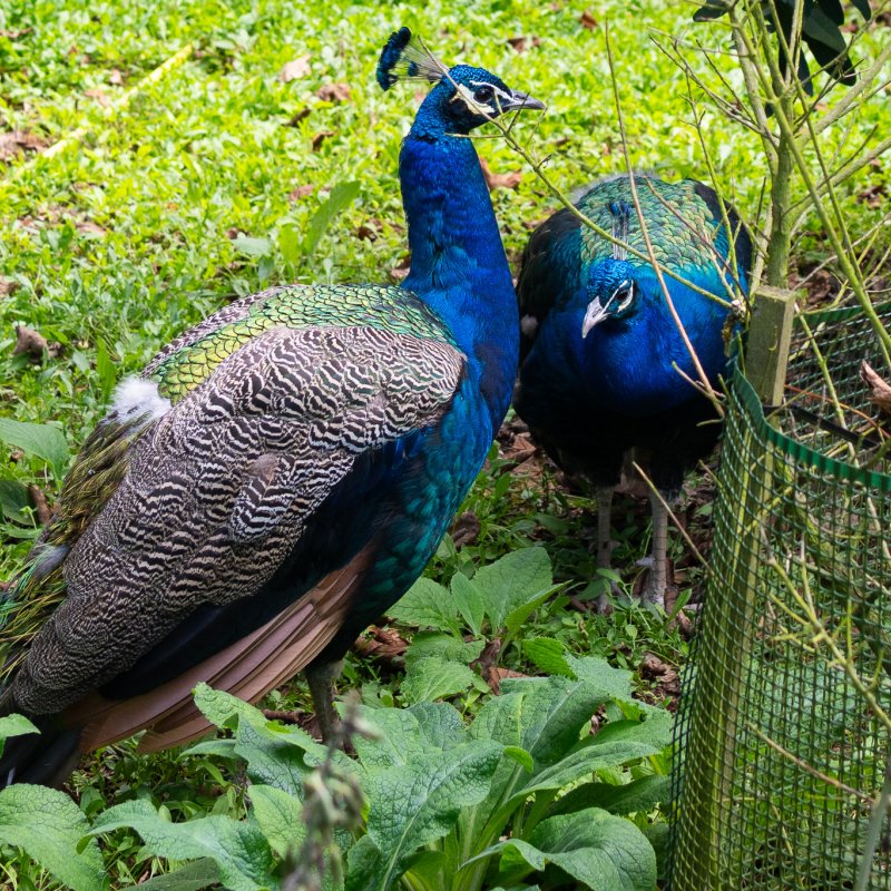 Peacocks at Castle Howard 20th September 2026