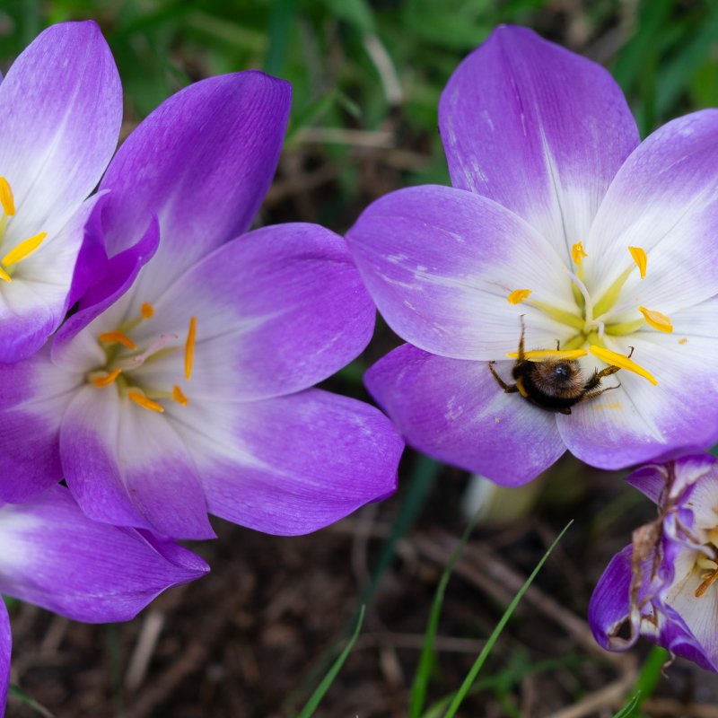 Crocus at Castle Howard 20th September 2026 image 3