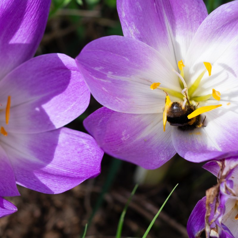Crocus at Castle Howard 20th September 2026 image 2