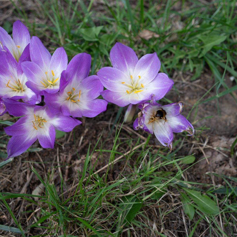 Crocus at Castle Howard 20th September 2026