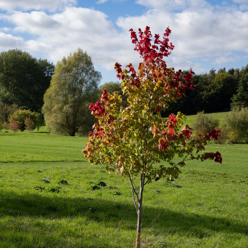 Tree at Castle Howard 20th September 2026