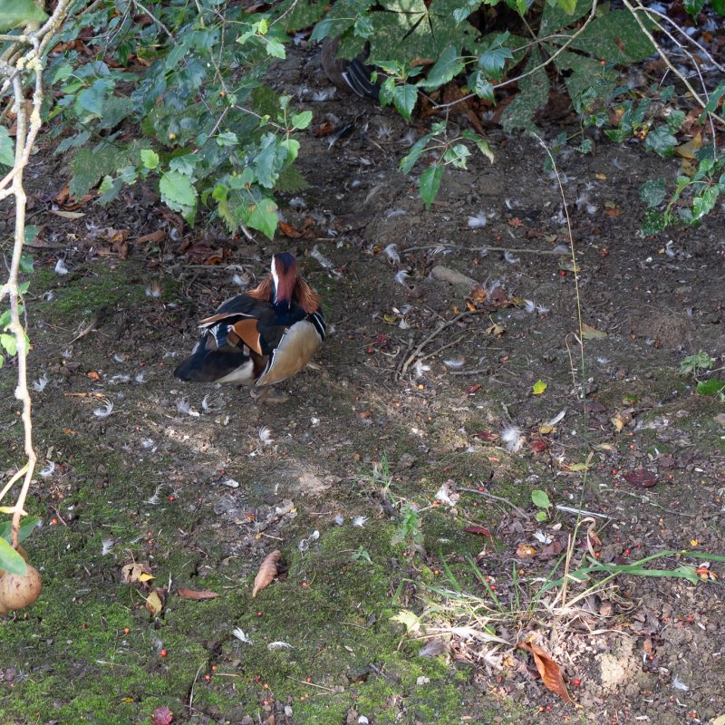 Duck at Castle Howard 20th September 2026