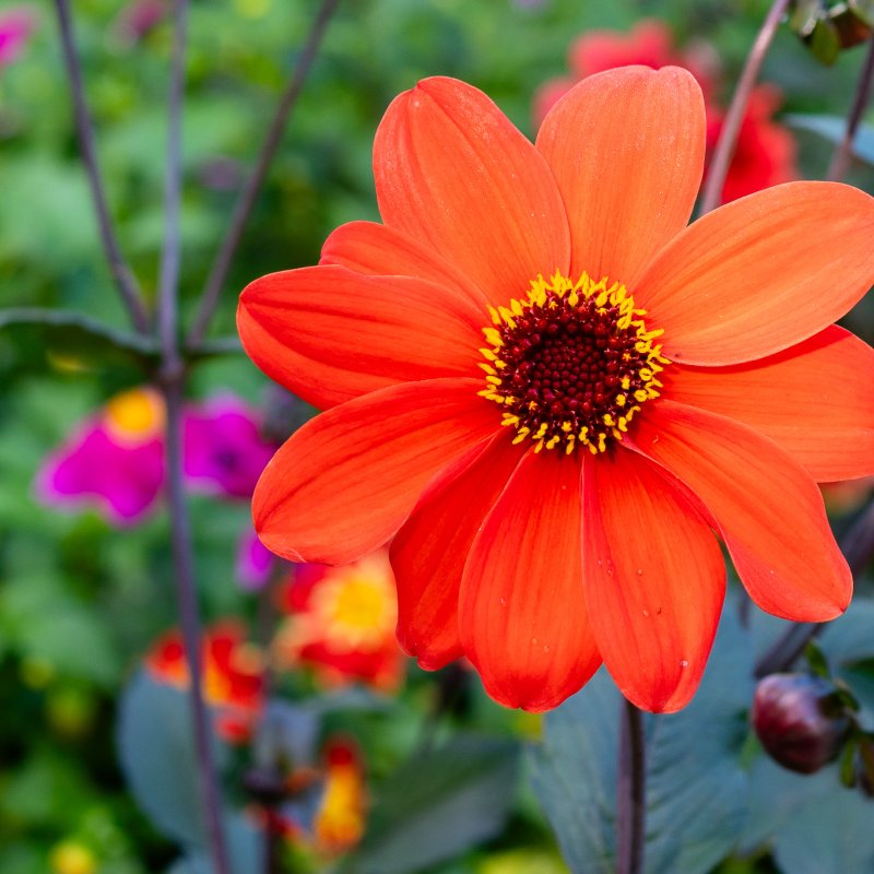 Close up of flowers in the Museum Gardens, York on 22nd Sep 2026 - Image 10