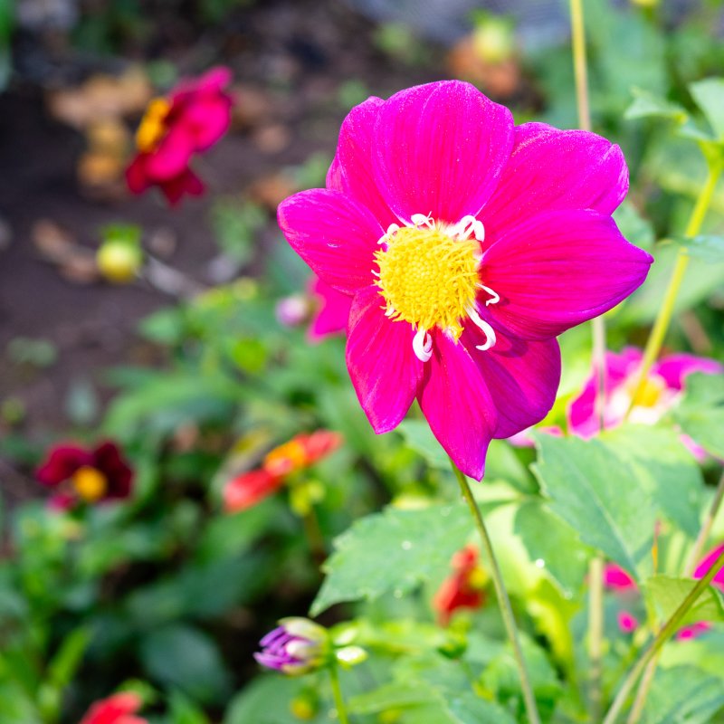 Close up of flowers in the Museum Gardens, York on 22nd Sep 2026 - Image 9