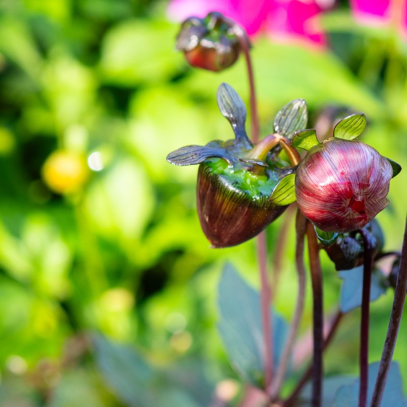 Close up of flowers in the Museum Gardens, York on 22nd Sep 2026 - Image 8