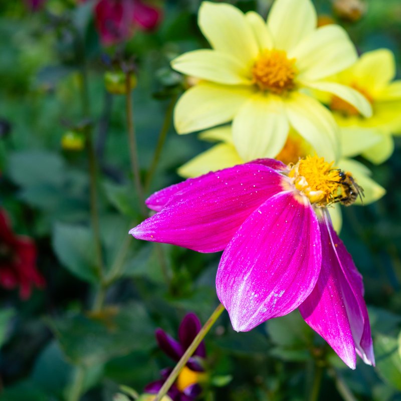 Close up of flowers in the Museum Gardens, York on 22nd Sep 2026 - Image 7
