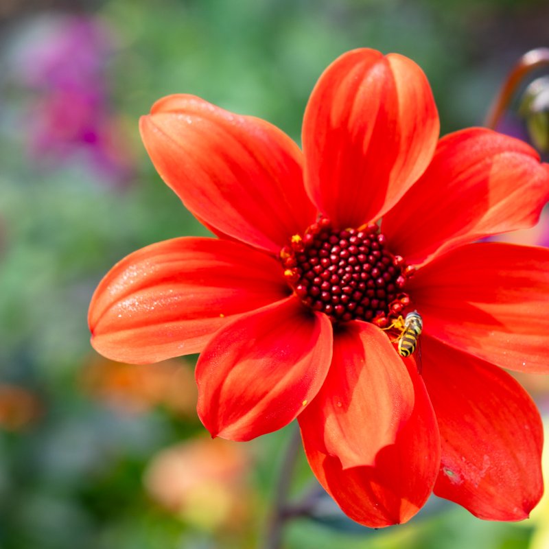 Close up of flowers in the Museum Gardens, York on 22nd Sep 2026 - Image 6