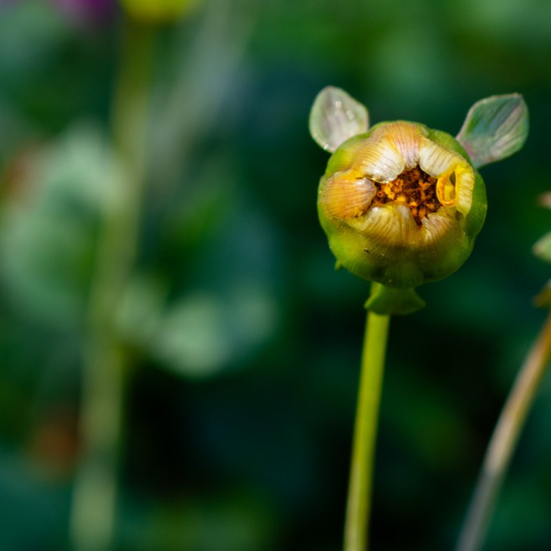 Close up of flowers in the Museum Gardens, York on 22nd Sep 2026 - Image 4