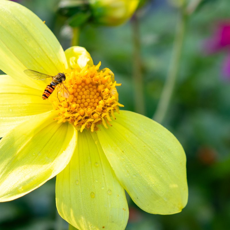 Close up of flowers in the Museum Gardens, York on 22nd Sep 2026 - Image 3