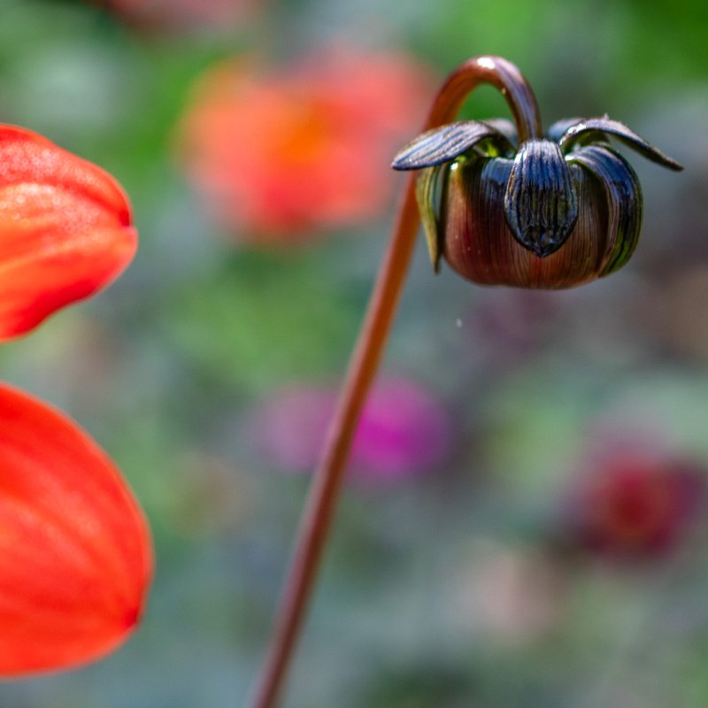 Close up of flowers in the Museum Gardens, York on 22nd Sep 2026 - Image 2