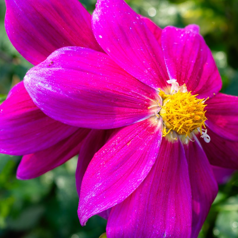 Close up of flowers in the Museum Gardens, York on 22nd Sep 2026 - Image 1 